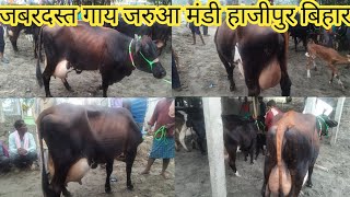 बिहार की मशहूर पशु मंडी से एचएफ जर्सी क्रॉस गाय देखिए । ( 9060866222 ) jarua pashu mandi 2022