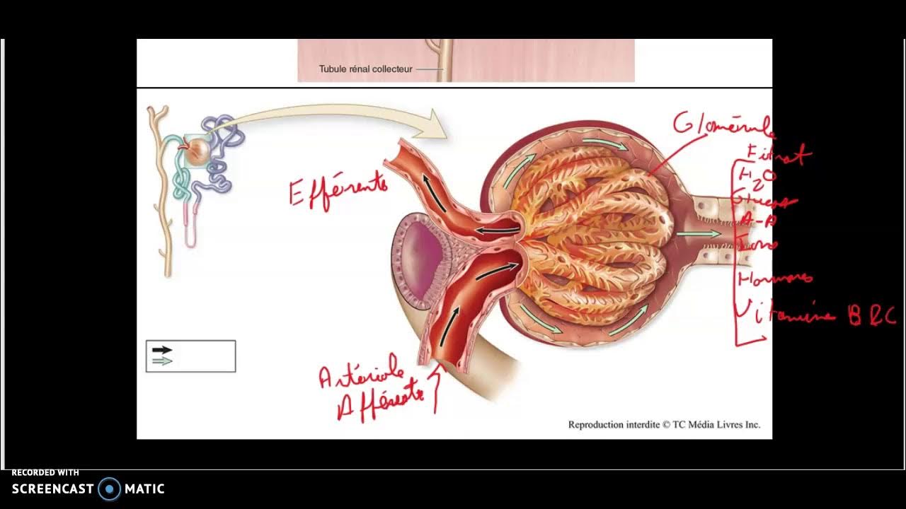 Filtration et débit de filtration glomérulaire YouTube
