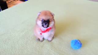 Male Pomeranian Puppy for Sale