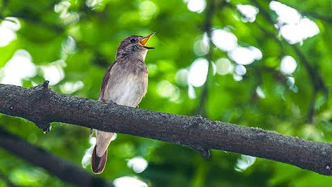 Ringing in the New Year with Birds and Bells