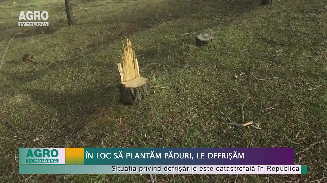 În loc să plantăm păduri, le defrișăm – AGRO TV News