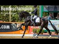 Secret (Sezuan x St. Moritz) 🤩 | Bundeschampion 2020 | 6-jährige Dressurpferde