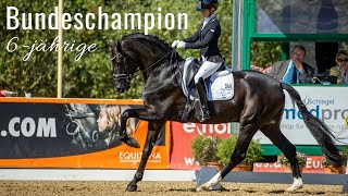 Secret (Sezuan x St. Moritz) 🤩 | Bundeschampion 2020 | 6-jährige Dressurpferde