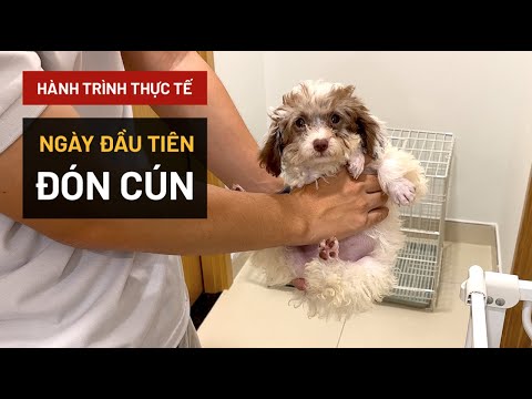 Video: Nuôi hai con chó từ những lứa khác nhau