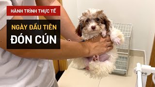 [Ngày 1|30] Làm gì khi mới đón chó con về ngày đầu tiên? | Hướng dẫn thực tế BossDog