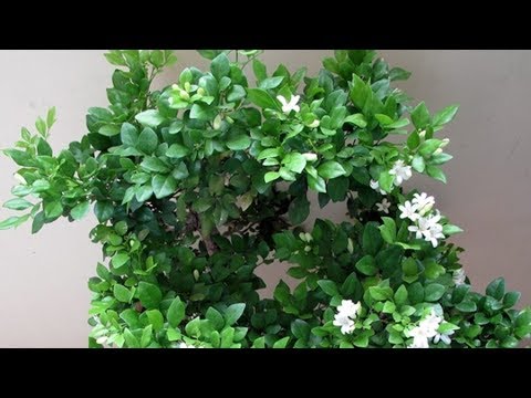 Video Cây Nguyệt Quế Và 13 Công Dụng Chữa Bệnh Bất Ngờ. - youtube