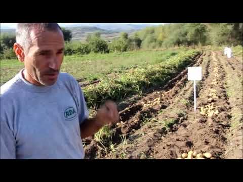 2018 წელი, სოფელი სხვილისი კარტოფილის სადემონსტრაციო ნაკვეთი