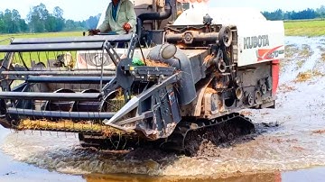 MÁY CẮT LÚA VƯỢT DỐC RẤT CAO - MÁY CẮT LÚA KUBOTA DC 70 XUỐNG PHÀ RẤT ĐẸP.