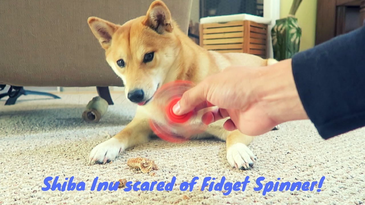Fidget Spinner Vs Shiba Inu Dog