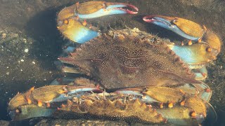 Facts: The Blue Crab 🦀 