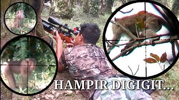 BERBURU DUA KOLOMPOK MONYET YANG BERSATU