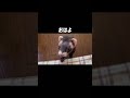 朝、飼い主を起こしてくれるフェレットがこちら