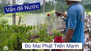 chăm sóc bo ghép phát triển mạnh sau ghép,,,,