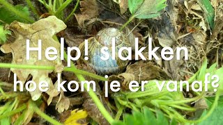 Ini's Moestuin #188  Slakken, wat doe je eraan? Tomatenziekte voorkomen & Sperziebonen uitplanten.