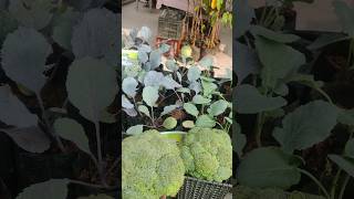Brocolli 🥦🥦🥦🥦🥦Tree #brocolis #naturalplants #organicfarming #shorts #cabbagefarming #plants