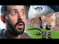 9 ANIMAUX INCROYABLES !