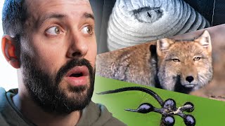 9 ANIMAUX INCROYABLES !