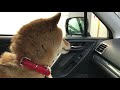 【初体験】生まれて初めての洗車機！！