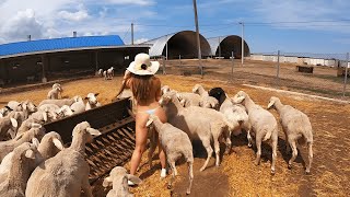 Pretty Girls On The  Sheep Farming, Girls On Tractors, Feeding Sheep