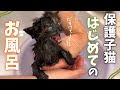 汚れまみれだった保護子猫を初めてお風呂に入れてみたら大絶叫でした 【保護猫活動】