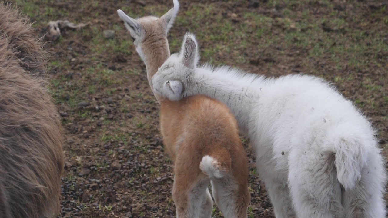 Image result for llamas cuddling eating