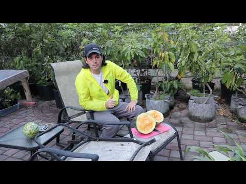 Video: ❶ Orange, Watermelon And Chokeberry: Useful And Healing Properties