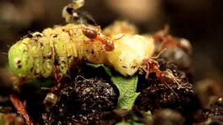 Ants eating a live caterpillar by Rachael Hosein 5,624 views 10 years ago 30 seconds