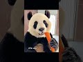 What animal do you like best?
