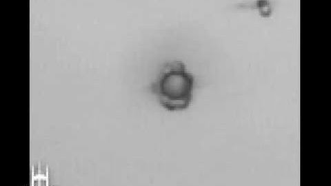 Magnetic Field Assembles Fractal Structures