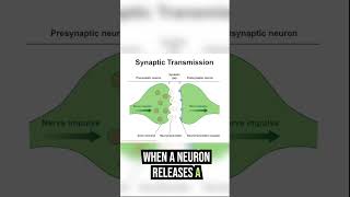 Neuron and Neurotransmitter Basics #shorts