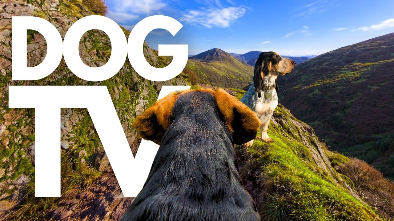 TheDogCam | 10hrs of Mountain Valley Virtual Dog Walks With Gentle Background Music 🐾⛰️ GoPro DogTV