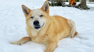 Woman Helped Fight Her Snow-Loving Dog's Cancer So She Can Witness Her Last Winter | The Koala by The Koala 1,171 views 3 months ago 3 minutes, 1 second