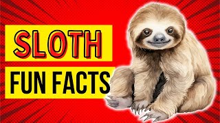 10 Interesting Slothtastic Facts You Never Knew!