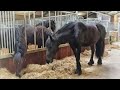 After doing crazy, Uniek doesn't want to go to her stall. And she goes to drink. Friesian Horses.