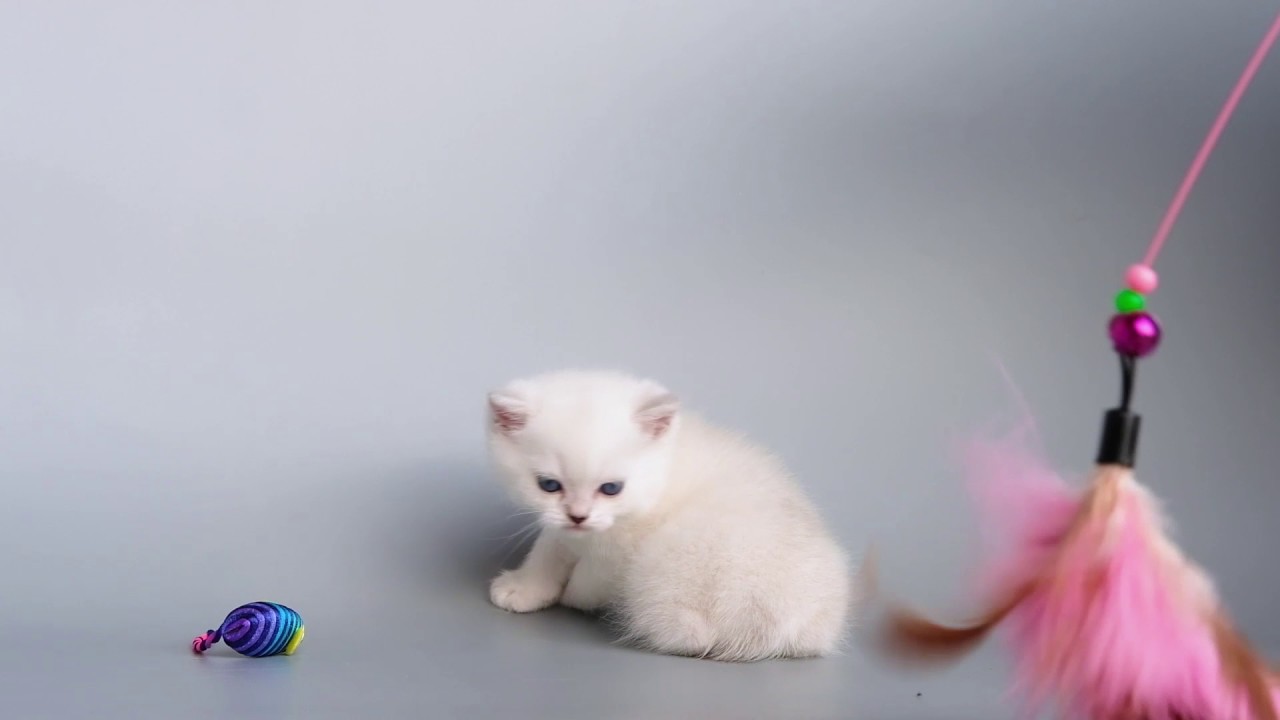 Fancy Felix Silvertales - 5 weeks