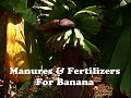 Manures & Fertilizers for Banana