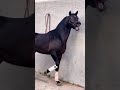 صهيل الخيل العربي 