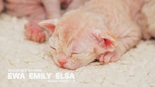 Little Devon Rex Cats Ewa, Emily and Elsa. Relaxing Music  8