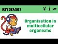 Levels of Organization in Multicellular Systems