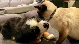 The first time our Bernese Mountain Puppy met her Siamese cat sister