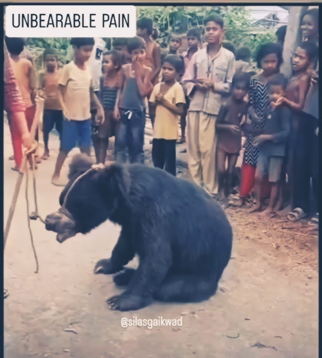 SLAVE BEAR #bear #animals #slavery  @silasgaikwad
