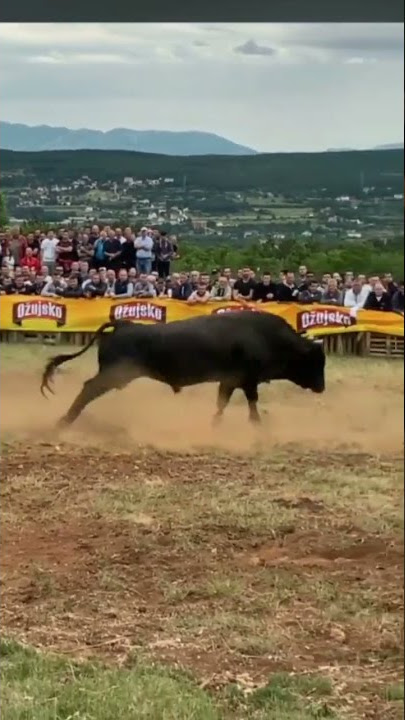 korida / bik preskače ogradu
