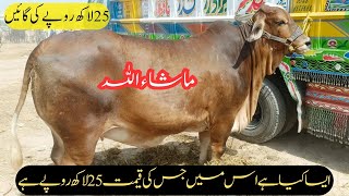 Multan Cattle Mandi (25 lac Ki Cow)#viral #subscribe #vlogs #viralvideo #doctorlifestyle by Animal Lovers With Sardar 64 views 10 days ago 12 minutes, 12 seconds