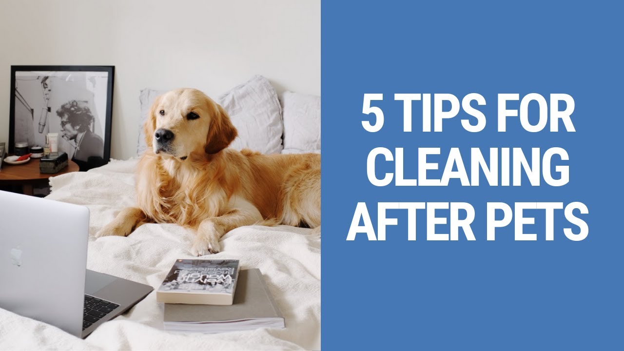 5 (Essential) Cleaning Tips for Pet Owners How to Keep Your Home