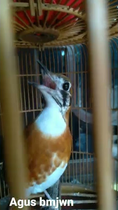 anis cendana pastol belajar ngeroll