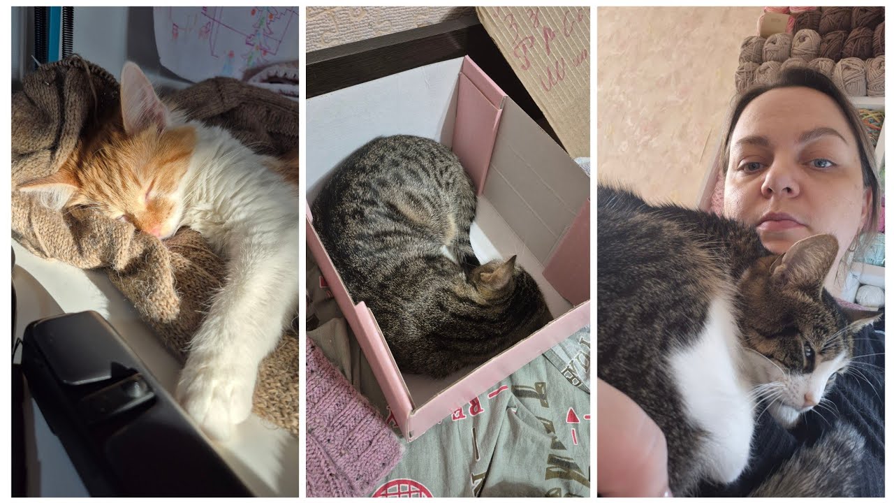 VLOG 605: АЛФАВИТ