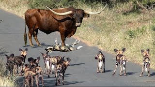 Buffalo Alone Cannot Defeat Overcrowded And Bloodthirsty Pack Of Wild Dogs