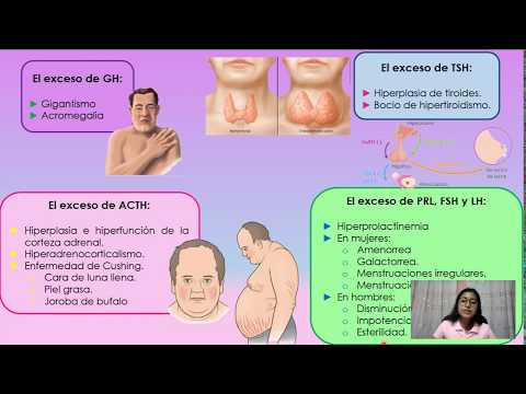Video: ACTH (adrenokortikotropný Hormón) - Norma, Patológia, úloha V Tele