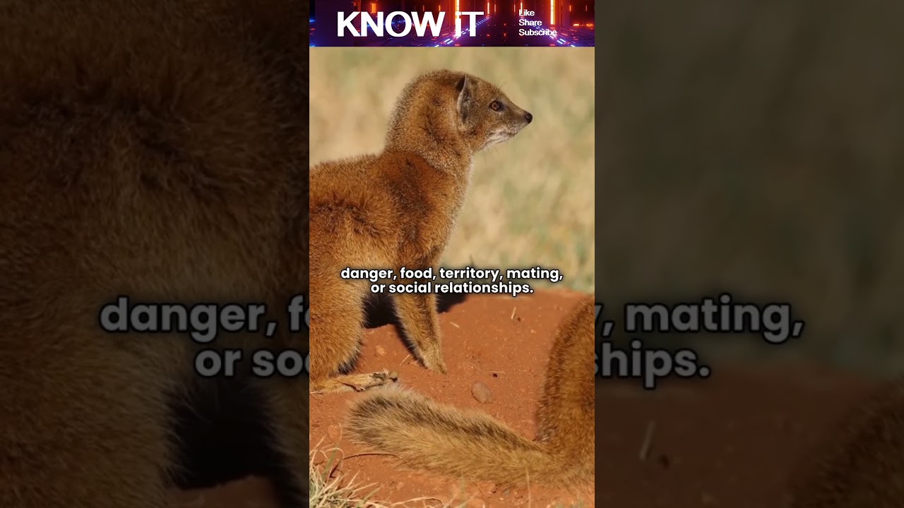 What is Zoosemiotics?