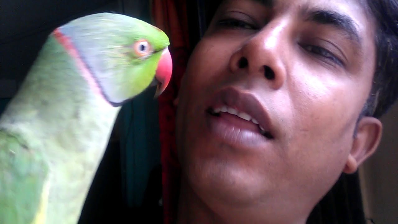                  Parrot singing